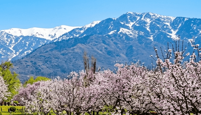 Srinagar