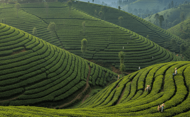 Places to Visit in darjeeling